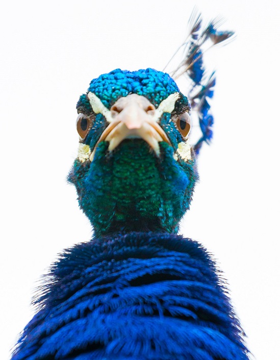 We'd Rather Suffer to Think We are Right!